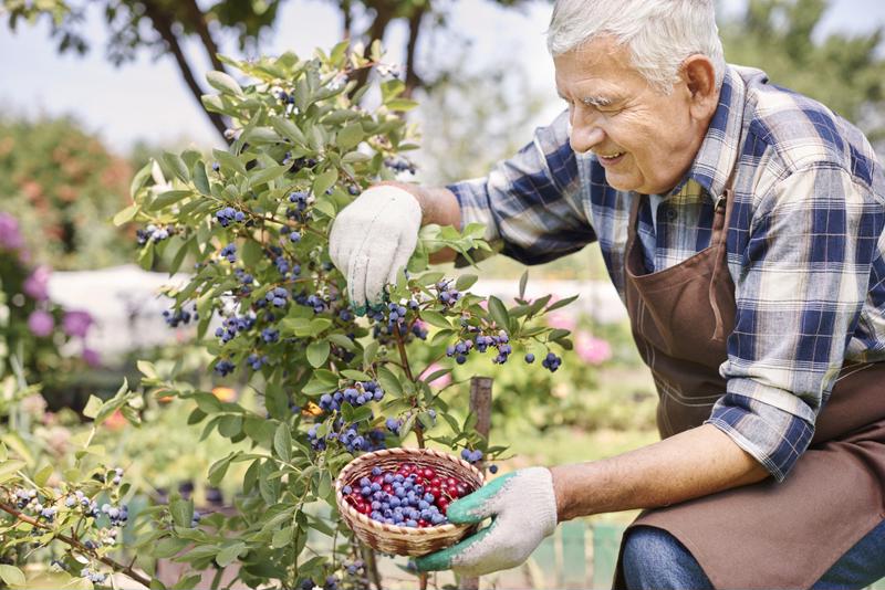 How to Make Gardening More Accessible for a Senior? | Garden's Tricks