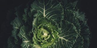 organically grown cabbage